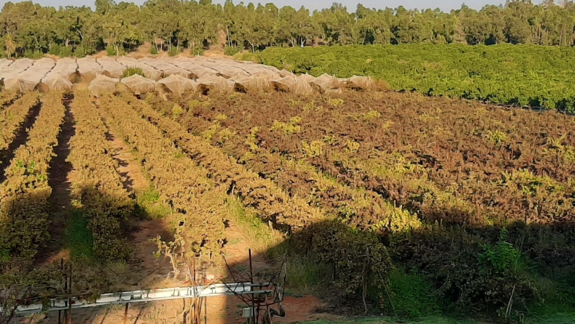 בשפלה משק למכירה במושב קדרון