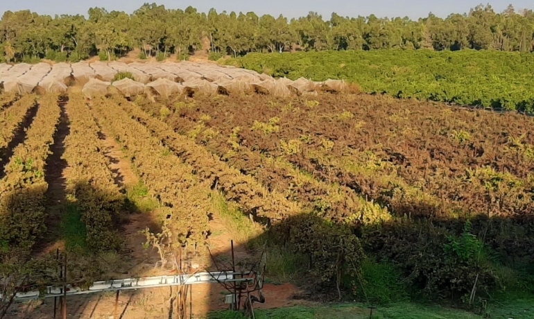 בשפלה משק למכירה במושב קדרון